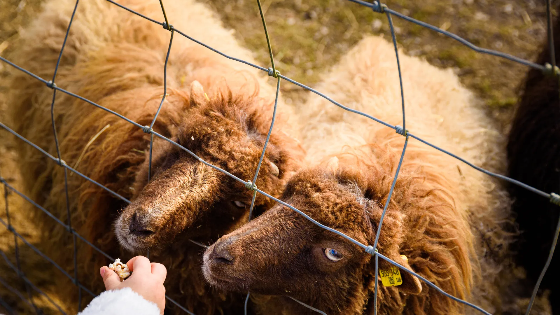 Cerca para ovelhas e cabras