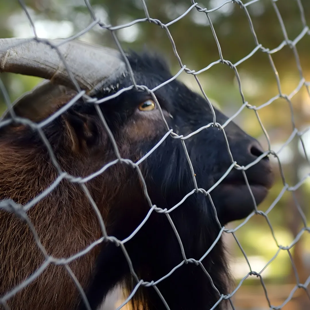 Cerca para ovelhas e cabras