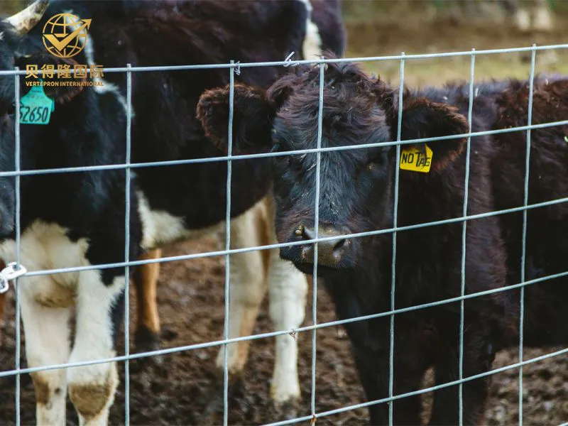 Cerca para gado e bisão