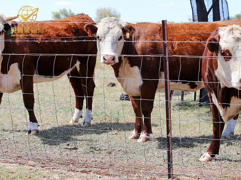 Cerca para gado e bisão
