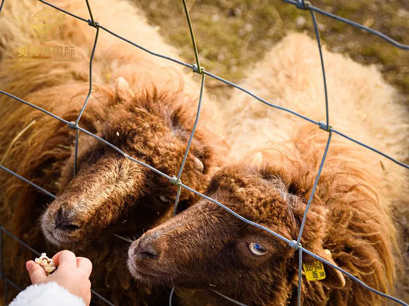 Cerca para ovelhas e cabras