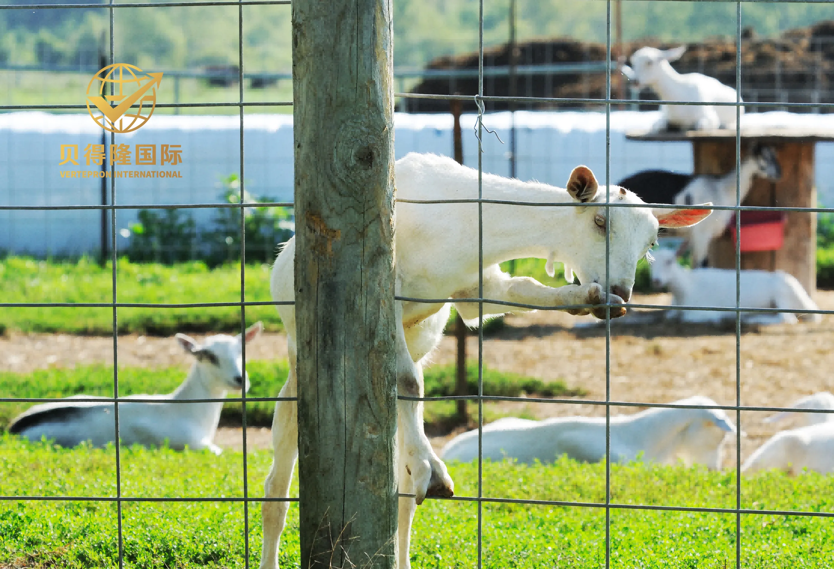 Cerca para ovelhas e cabras
