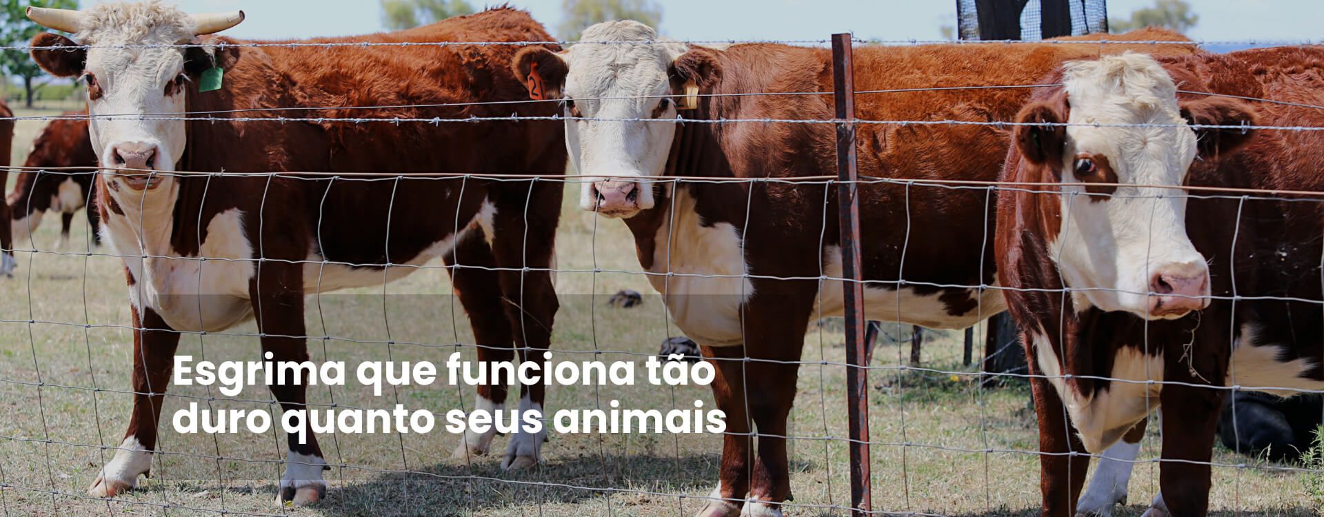 Cerca para gado e bisão